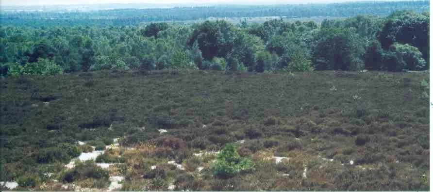Heidevelden op de Sallandse Heuvelrug bij Holterberg