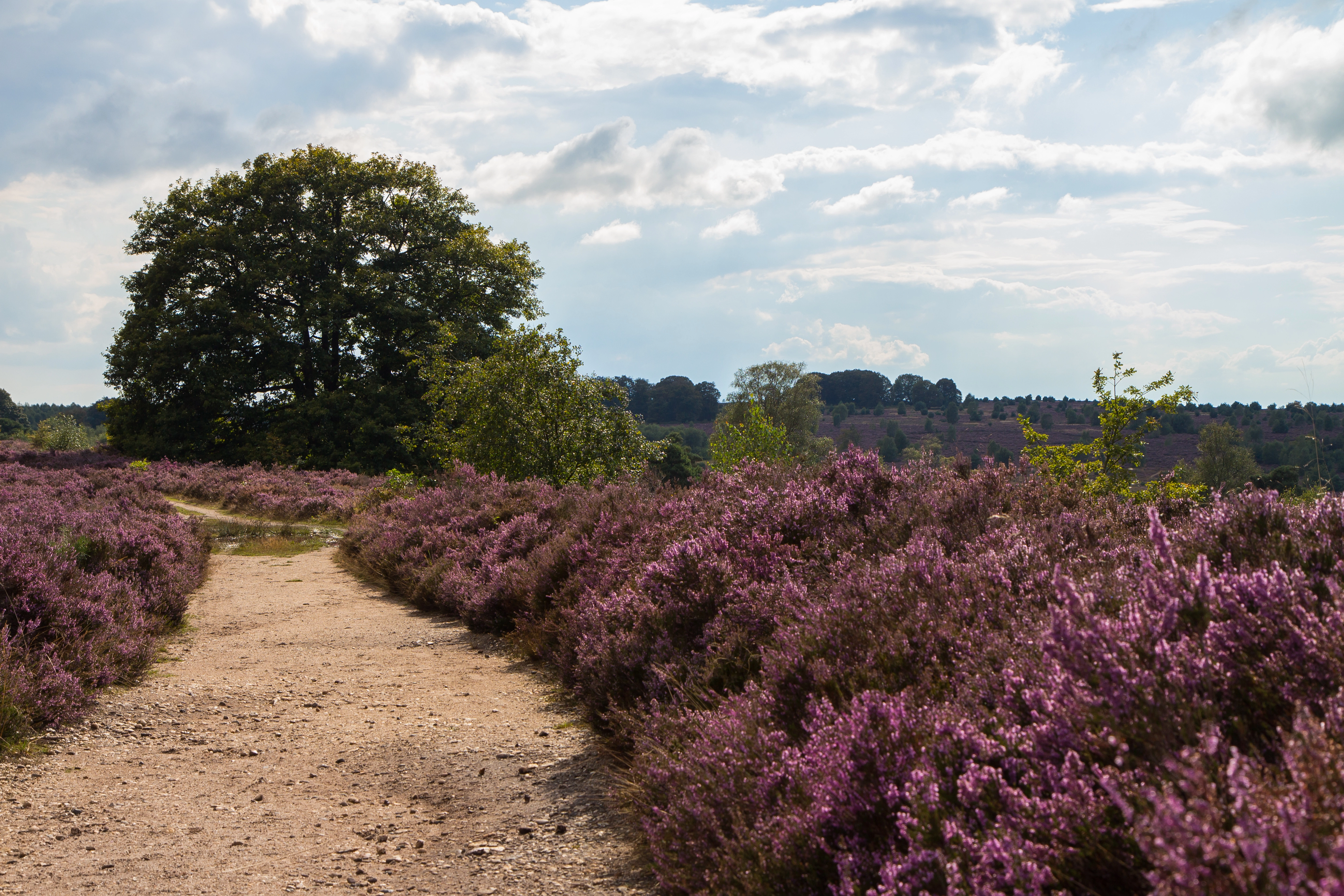 Heidevelden en wandelpaden op de Sallandse Heuvelrug